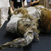 Display of 39,000-year-old mammoth corpses