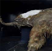 Display of mammoth corpses intact