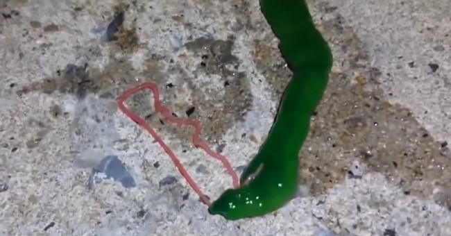 Dissecting the mysterious blue creature with super long pink tongue