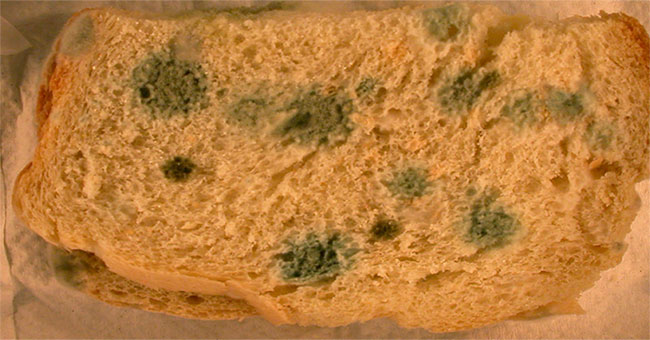 Distinguish edible and non-edible mold