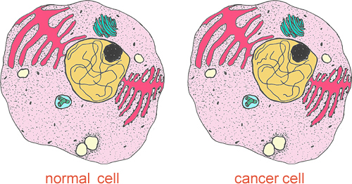 Distinguish normal cells and cancer cells