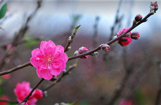 Distinguish peaches and peaches
