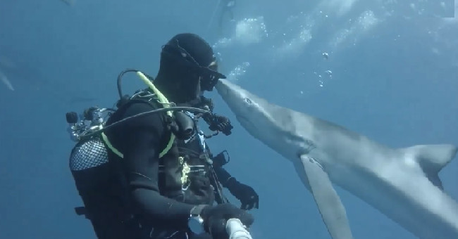 Diver jumps when he gets sharks