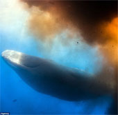 Divers are frightened because the sperm whale fires like a bomb exploding