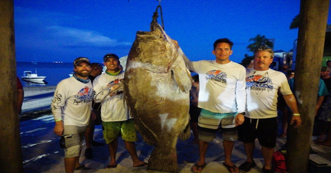 Diving, catching giant grouper twice as big