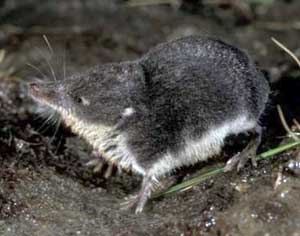 Diving shrews