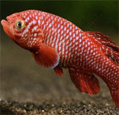 Dizzy growth like African fish