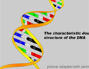 DNA doesn't lie, but it can be wrong