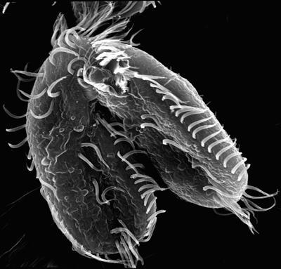 DNA 'garbage' plays an important role
