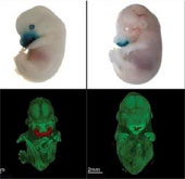 DNA identification determines facial shape