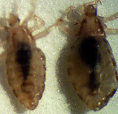 DNA lice reveal human migration