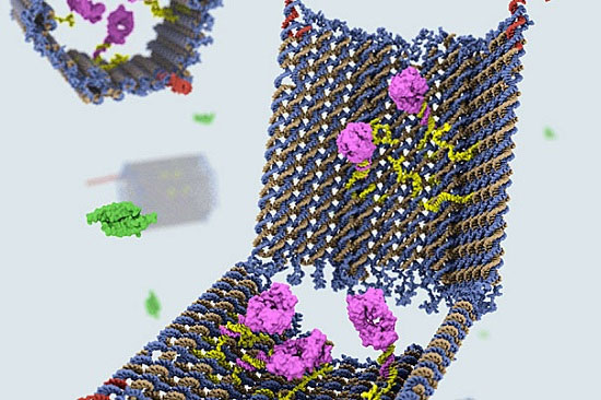 DNA robots can kill cancer cells