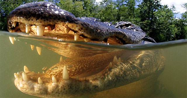 Do alligators have tongues?