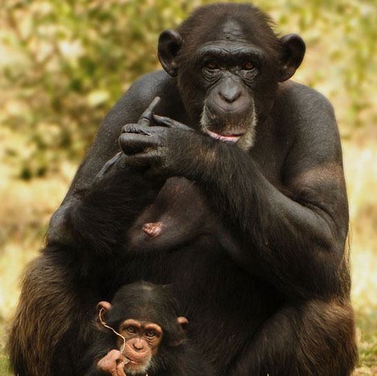 Do animals have menopause like humans?