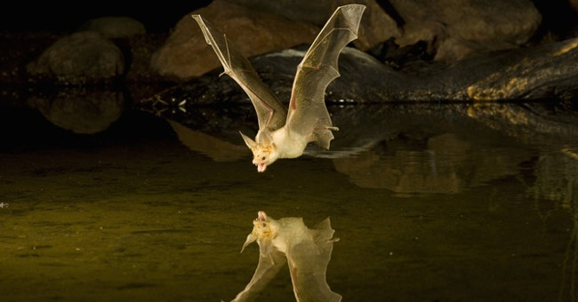 Do bats have interference with each other's sound waves to scramble for 'eating pieces'?