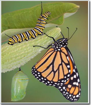 Do butterflies remember what they learned when they were deep?