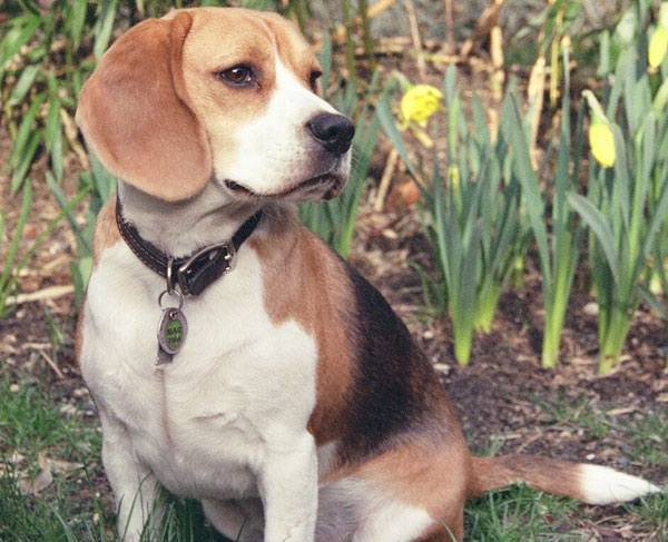Do dogs think like humans?