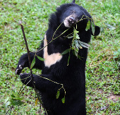 Do not relocate Tam Dao Bear Rescue Center