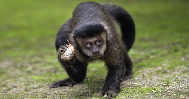 Do not stamp the fever, the Brazilian massacre monkey