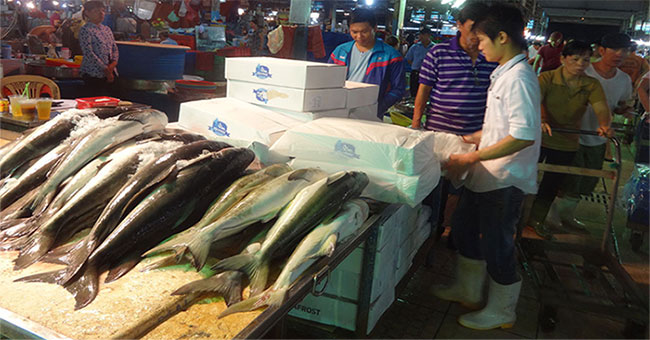 Do not store enough cold, retail marine fish in the market may be contaminated with poisoning