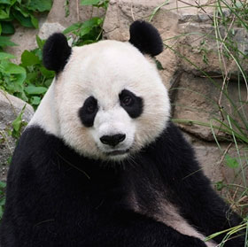 Do pandas not be caused by climate change?