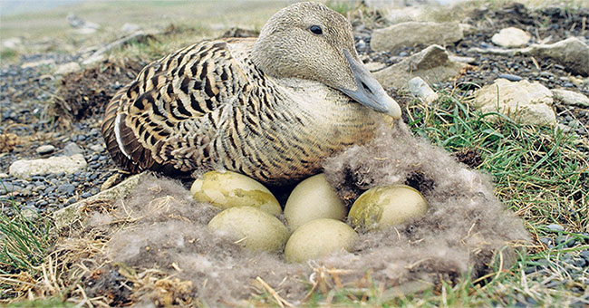 Do you believe a blanket made of duck hair that costs up to 350 million VND?