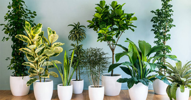 Do you know how indoor plants move in a day?