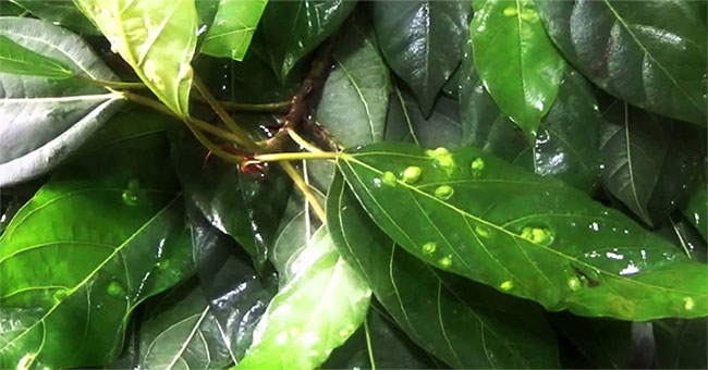 Do you know what is the leaf nodule?