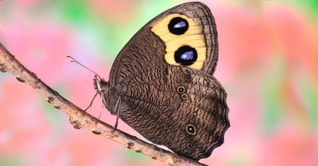 Do you know where the butterfly's ear is?