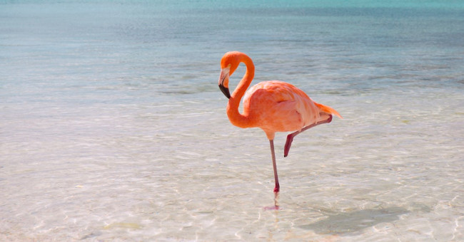 Do you know why flamingos can stand for hours with a vacuum?