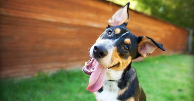 Do your dogs often tilt their heads like this?  Why is that?