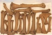 Dodo bones reveal the past