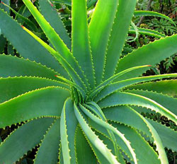 Does aloe really heal burns?