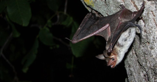 Does echolocation have human sixth sense?