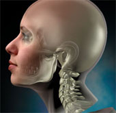 Does human consciousness exist when the head leaves the neck?