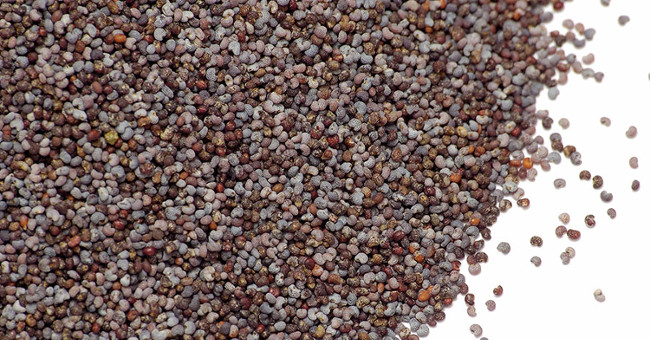 Does poppy seed make you escape a drug test?