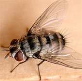 Does the fly brain work like a human brain?