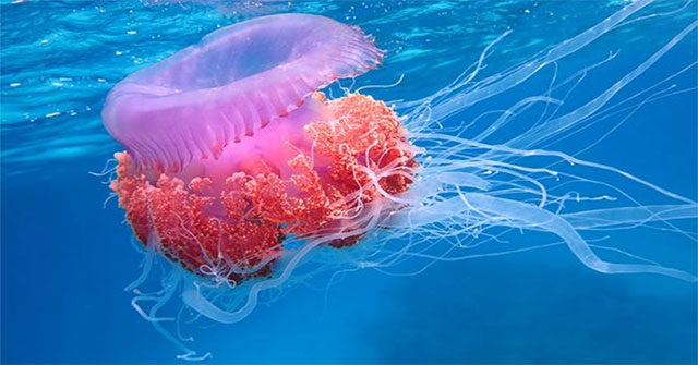 Does the jellyfish have eyes?
