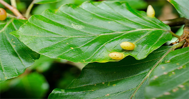Does the plant have cancer?