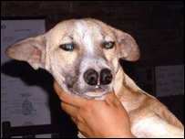 Dog 2 nose in Bolivia