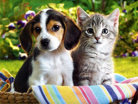 Dog and cat?