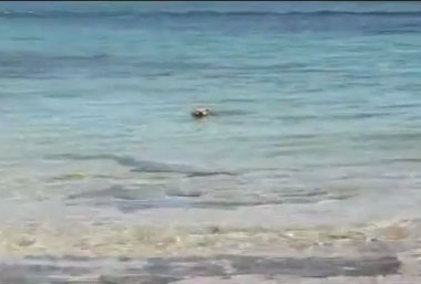 Dog bite the shark
