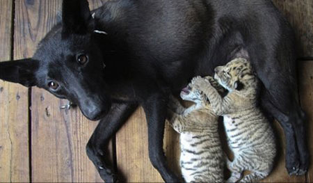 Dog breeding tiger lion