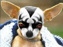 Dog breeds differ only in one gene