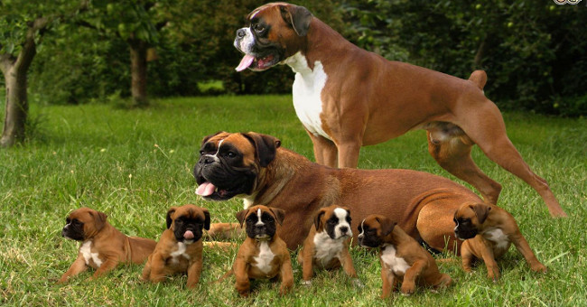 Dog breeds like to use 2 front legs like boxers