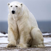 Dog fangs threaten the polar bear