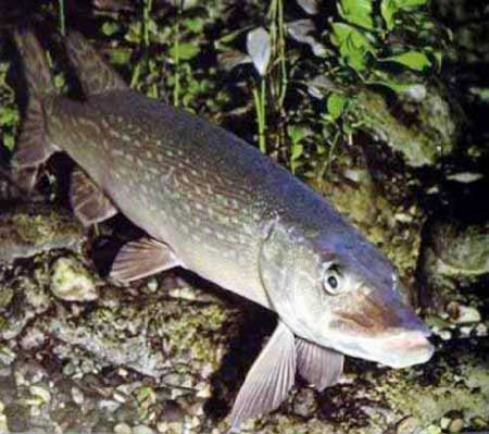 Dog fish Esox lucius