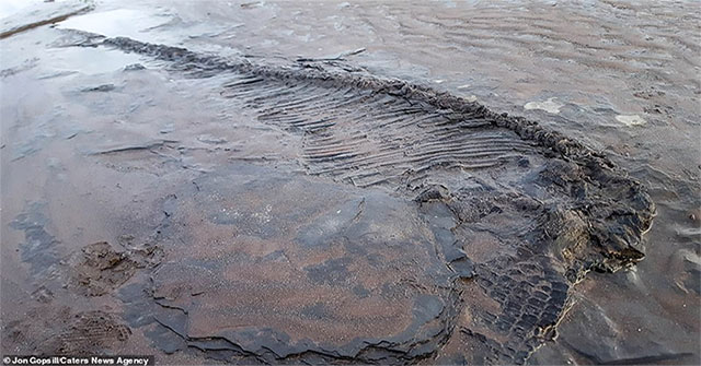Dog sniffs see ancient fish lizard fossils
