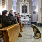 Dog tired waiting for the owner to die at the church
