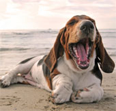 Dog yawns to the owner
